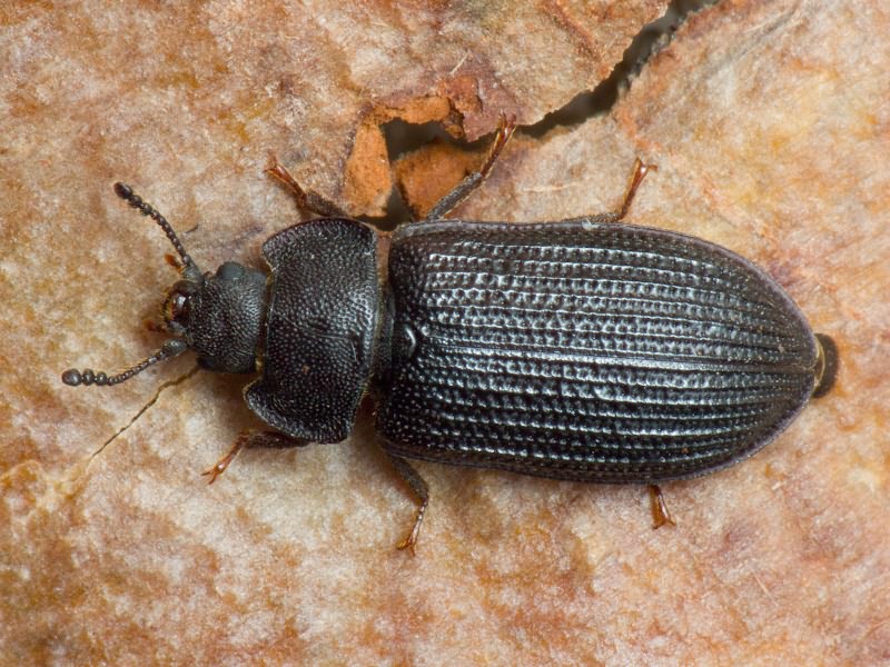 Grynocharis oblonga (Linnaeus, 1758)